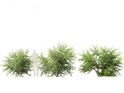 Duranta repens - Pigeon berry 3D Model