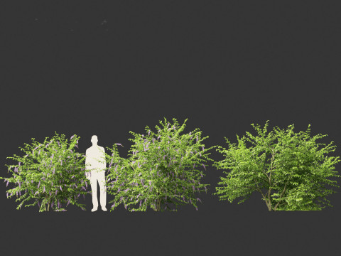 Duranta repens - Pigeon berry 3D Model