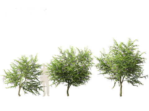 Duranta repens - Pigeon berry 3D Model