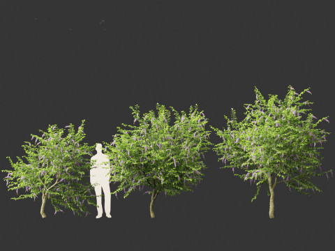 Duranta repens - Pigeon berry 3D Model