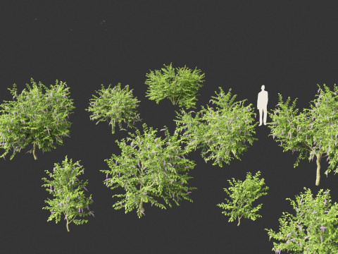 Duranta repens - Pigeon berry 3D Model