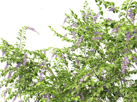 Duranta repens - Pigeon berry 3D Model