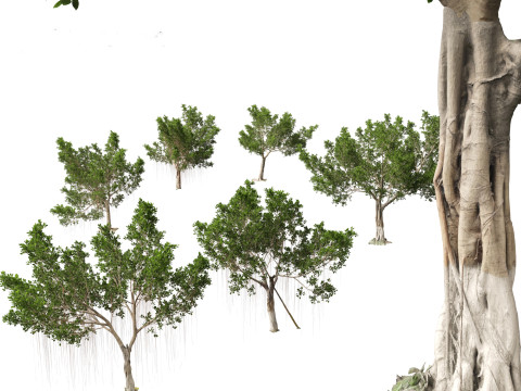 Ficus microcarpa- Malayan Banyan 3D Model