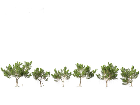 Ficus microcarpa- Malayan Banyan Modelo 3D