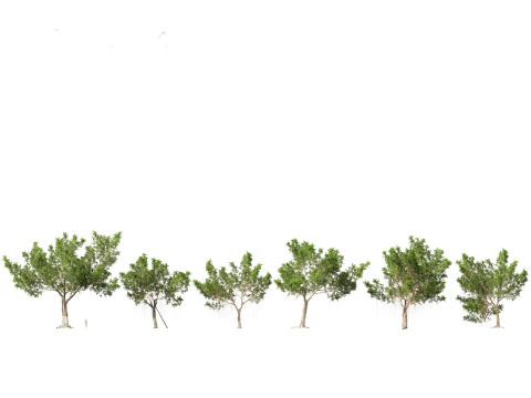 Ficus microcarpa- Malayan Banyan 3D Model