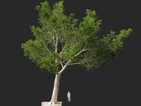 Ficus microcarpa- Malayan Banyan 3D Model