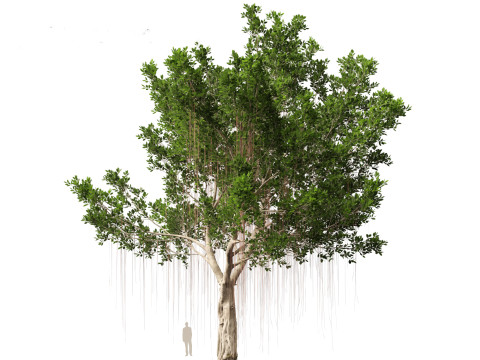 Ficus microcarpa- Malayan Banyan Modelo 3D