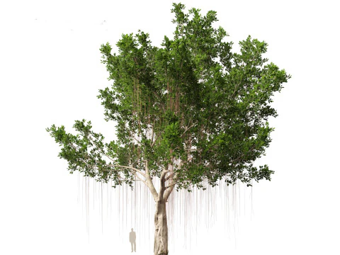 Ficus microcarpa- Malayan Banyan 3D Model