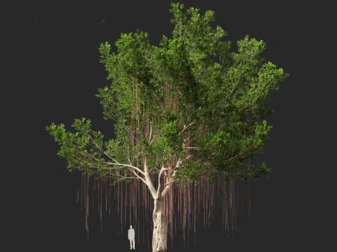 Ficus microcarpa- Malayan Banyan 3D Model