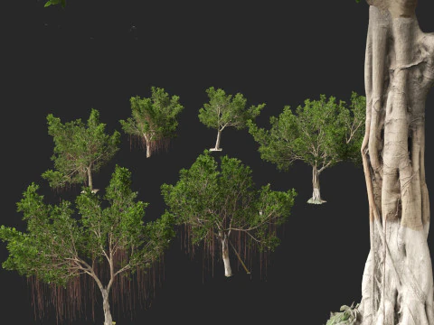 Ficus microcarpa- Malayan Banyan 3D Model