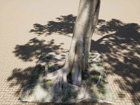 Ficus microcarpa- Malayan Banyan 3D Model