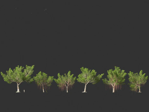Ficus microcarpa- Malayan Banyan 3D Model