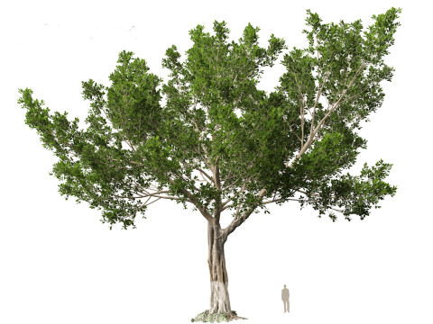 Ficus microcarpa- Malayan Banyan Modelo 3D