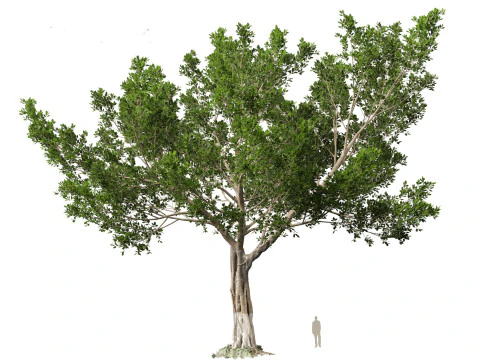 Ficus microcarpa- Malayan Banyan 3D Model