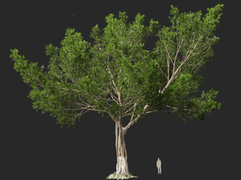 Ficus microcarpa- Malayan Banyan 3D Model