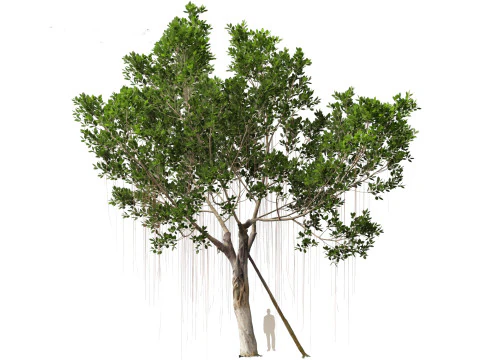 Ficus microcarpa- Malayan Banyan 3D Model