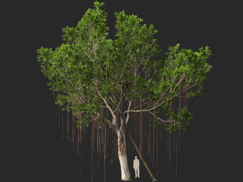 Ficus microcarpa- Malayan Banyan Modelo 3D