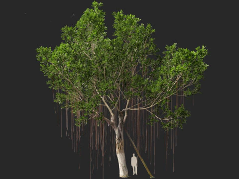 Ficus microcarpa- Malayan Banyan 3D Model