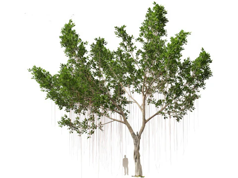 Ficus microcarpa- Malayan Banyan 3D Model