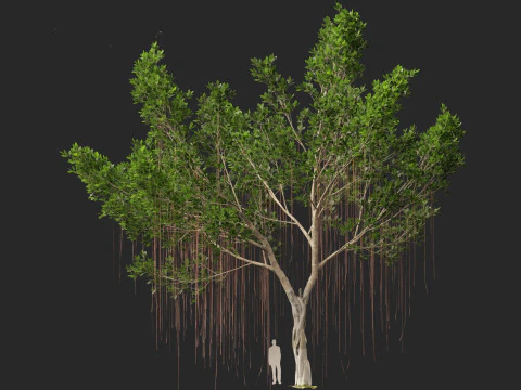 Ficus microcarpa- Malayan Banyan 3D Model