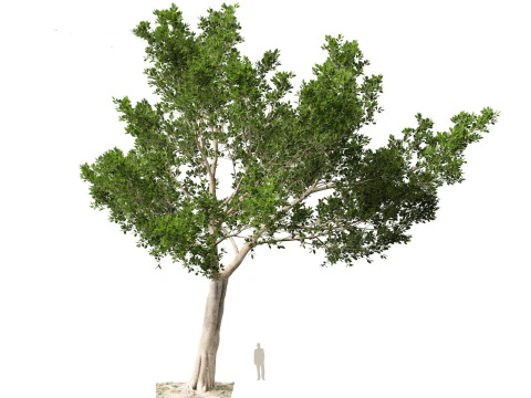 Ficus microcarpa- Malayan Banyan 3D Model