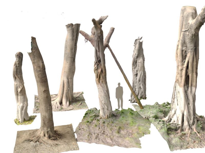 Ficus microcarpa Scaned Trunks 3D Model .c4d .max .obj .3ds .fbx .stl .blend 