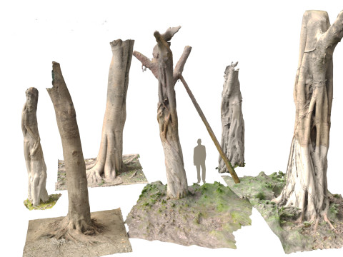 Ficus microcarpa Scaned Trunks 3D Model