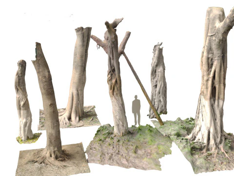 Ficus microcarpa Gescannte St&auml;mme 3D Modell