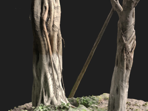 Ficus microcarpa Scaned Trunks 3D Model