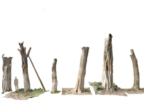 Ficus microcarpa Scaned Trunks 3D Model