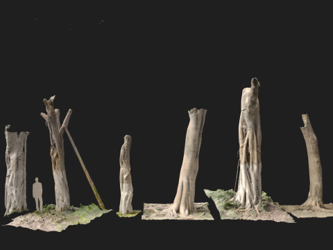 Ficus microcarpa Scaned Trunks 3D Model