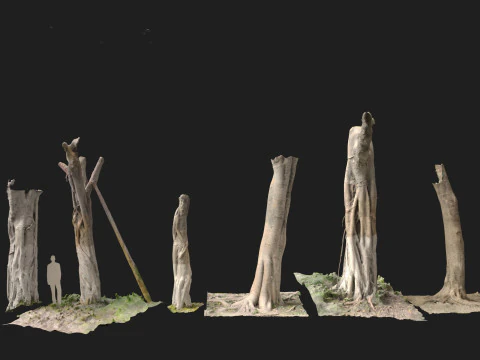 Troncos escaneados de Ficus microcarpa Modelo 3D