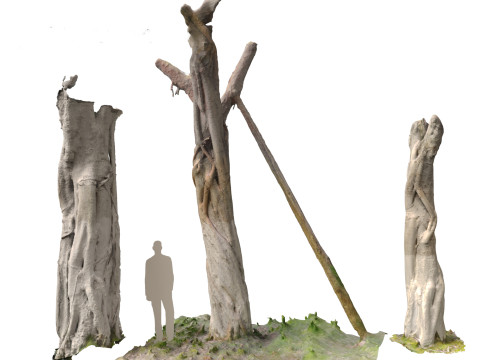 Ficus microcarpa Scaned Trunks 3D Model