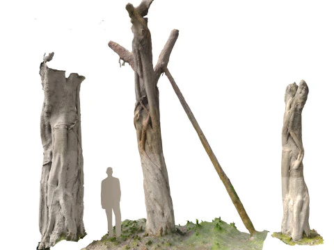 Troncos escaneados de Ficus microcarpa Modelo 3D