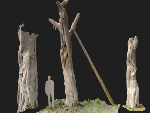 Ficus microcarpa Scaned Trunks 3D Model