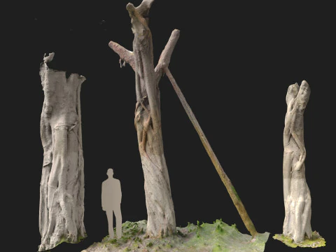 Troncos escaneados de Ficus microcarpa Modelo 3D