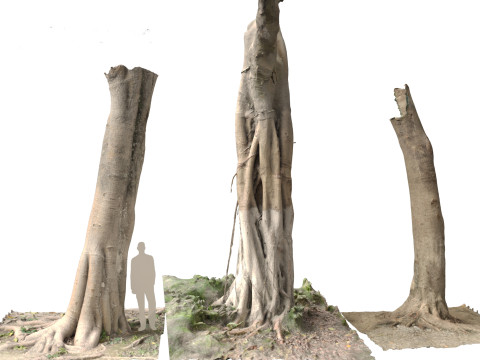 Ficus microcarpa Scaned Trunks 3D Model