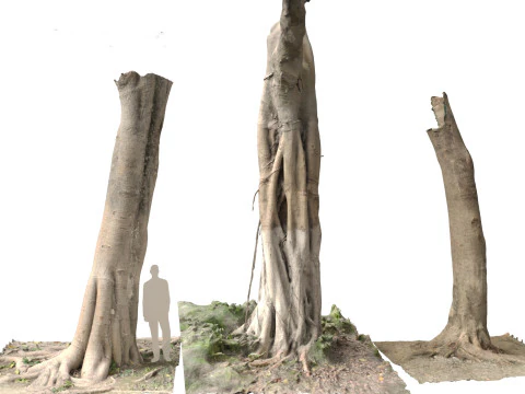 Troncos escaneados de Ficus microcarpa Modelo 3D