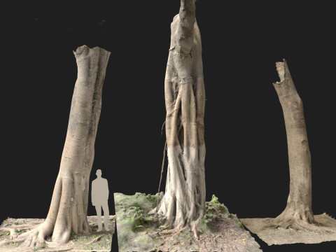 Ficus microcarpa Scaned Trunks 3D Model