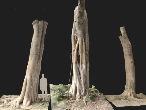 Troncos escaneados de Ficus microcarpa Modelo 3D