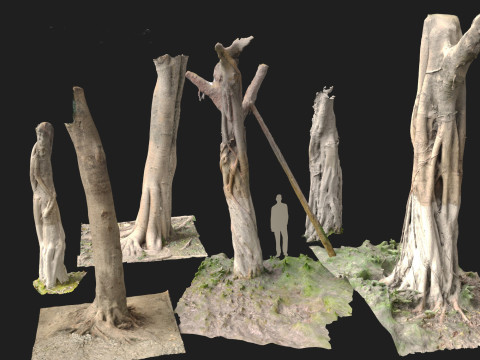 Ficus microcarpa Scaned Trunks 3D Model