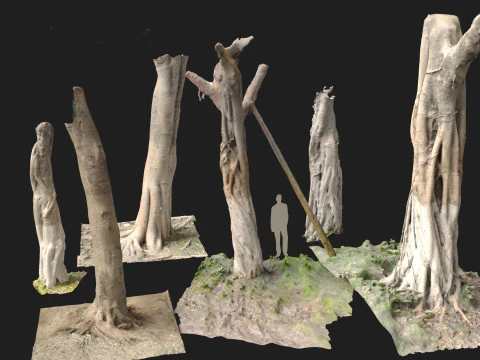 Troncos escaneados de Ficus microcarpa Modelo 3D