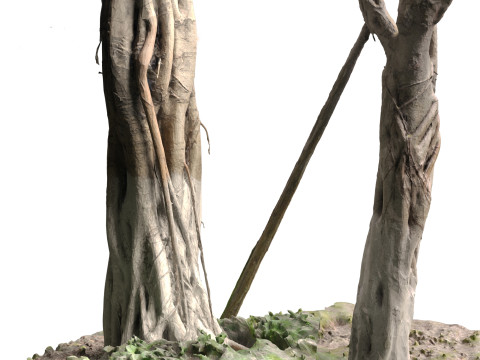 Ficus microcarpa Scaned Trunks 3D Model