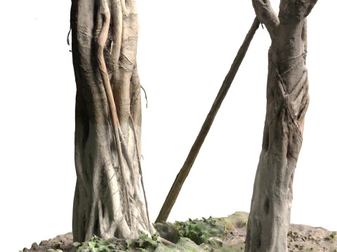 Troncos escaneados de Ficus microcarpa Modelo 3D