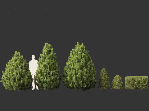 Ilex aquipernyi Мещик DRAGON LADY - Холлі 3D Модель