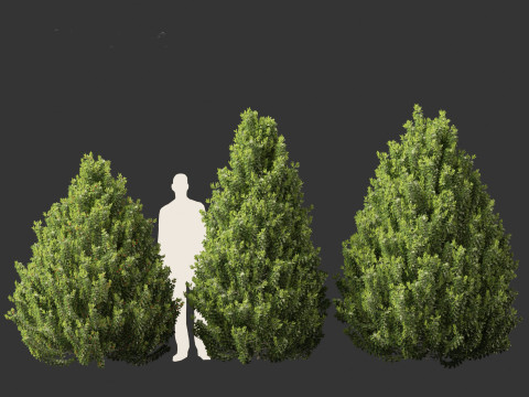 Ilex aquipernyi Мещик DRAGON LADY - Холлі 3D Модель