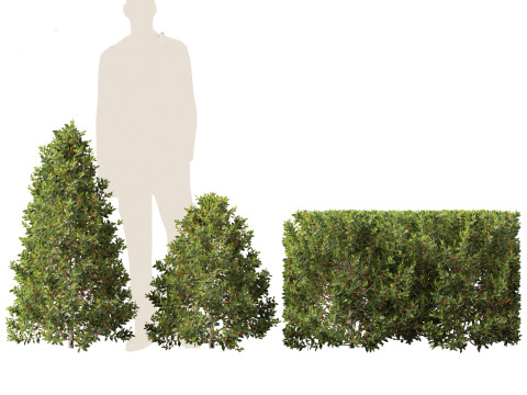 Ilex aquipernyi Мещик DRAGON LADY - Холлі 3D Модель