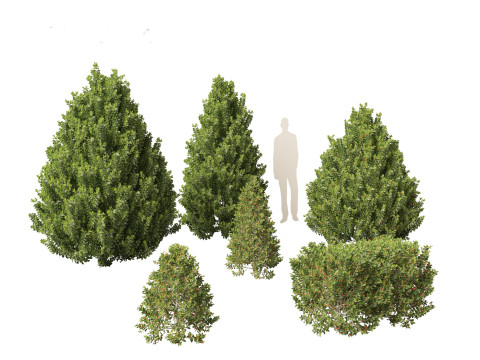 Ilex aquipernyi Мещик DRAGON LADY - Холлі 3D Модель