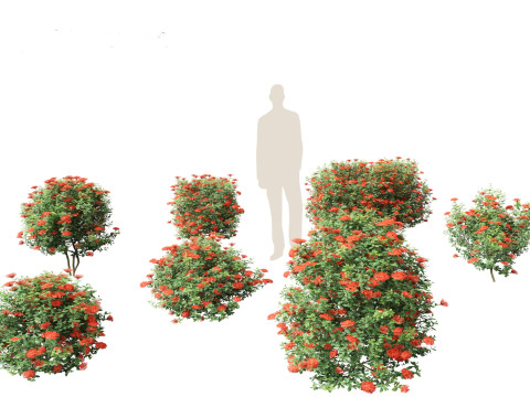 Ixora taiwanensis - Dwarf Ixora plant 3D Model