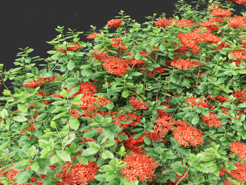 Ixora taiwanensis - Dwarf Ixora plant 3D Model
